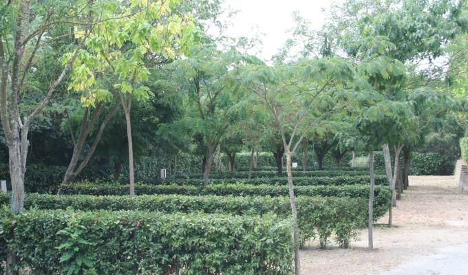Een serene tuin met netjes getrimde heggen en hoge bomen.