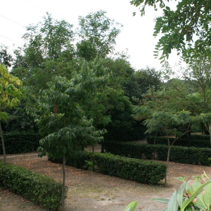 Ein üppiger Garten mit Bäumen und ordentlich geschnittenen Hecken.