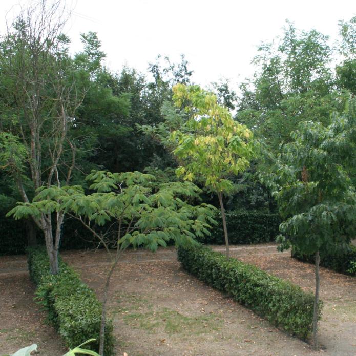 Un jardin avec divers arbres et haies bien taillées.