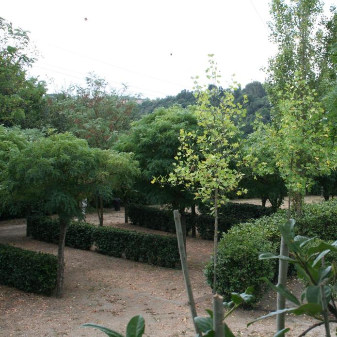 Jardin avec arbres et haies, sentiers de terre parmi la verdure.
